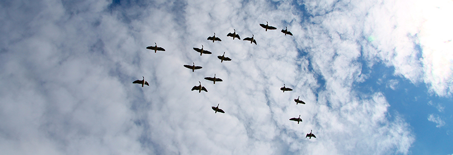 Flying cranes. Photo: Kamil Jagodzinski